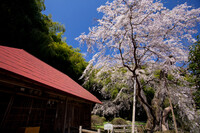 雪村桜