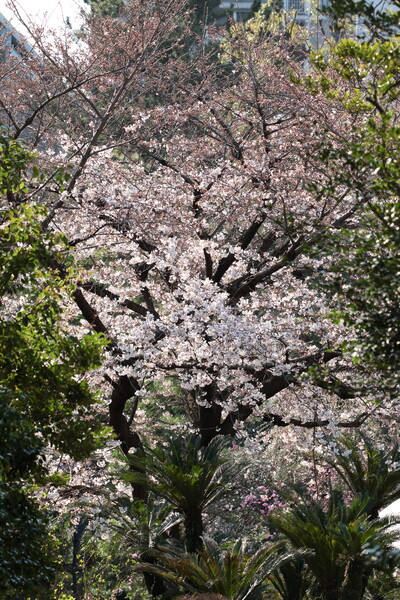 晴れた日の桜