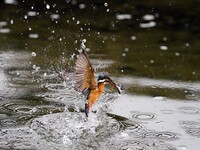 在庫から・水中からの飛び出し