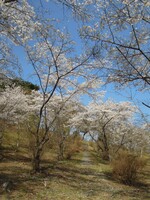 山桜の小路