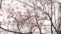 筑波大学にて　桜