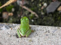 梅雨明け、反対なのだ