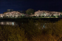 夜桜＠天竜川