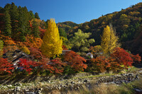 秋色の香嵐渓