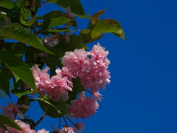 八重桜と青空