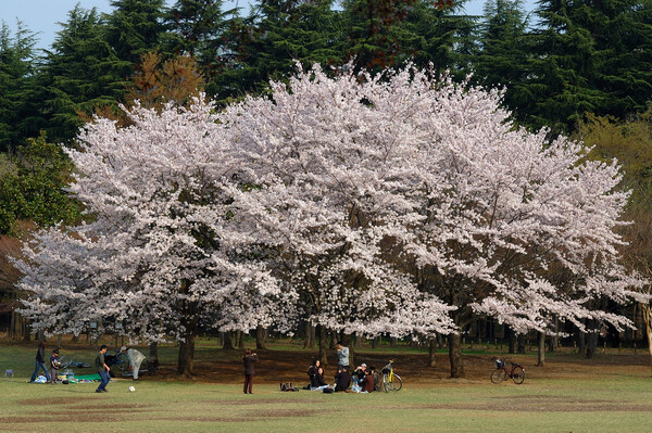 【春】大きな桜の木の下で
