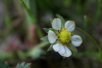 イチゴの花。