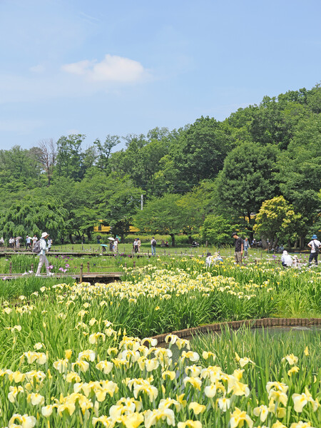 菖蒲まつり〜〇〇系〜