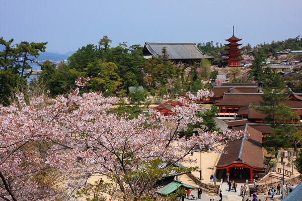 桜と厳島神社全景