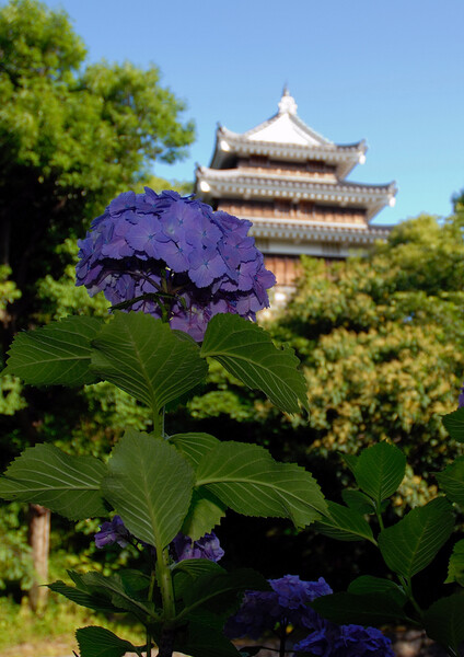 城址公園の紫陽花