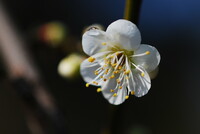 水滴の輝き