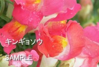 トキナー100マクロで花