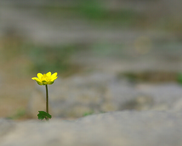 花ひとつ