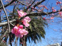 河津さくら開花