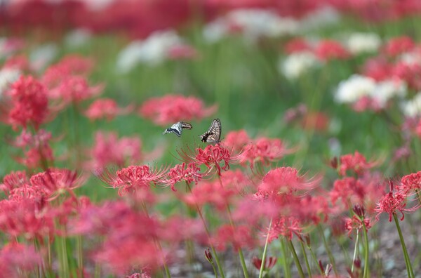 いつもの花に、いつものアゲハ