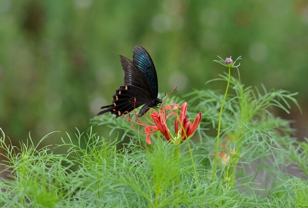 カラスアゲハ蝶