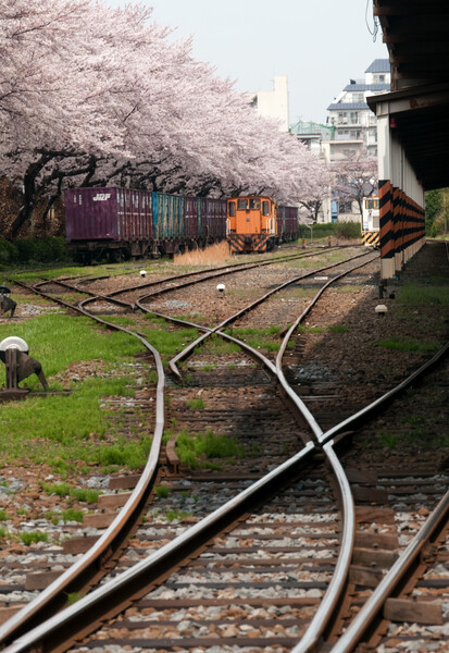 引込線駅の桜