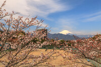 大井町からの富士山