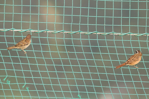 エア・ドミナンス ホオジロ