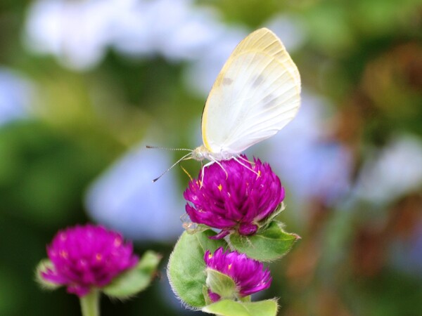 花にとまる蝶