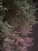 夜桜^^;