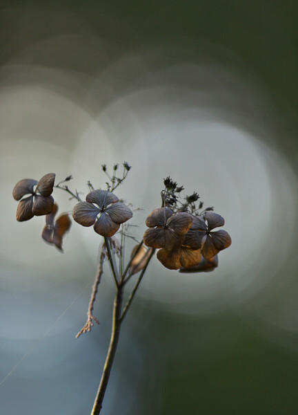 「わびさび」　真冬の紫陽花