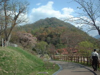 桜＆景色