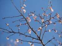 12月の十月桜
