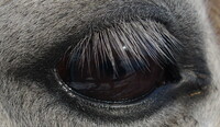 Eye of horse.