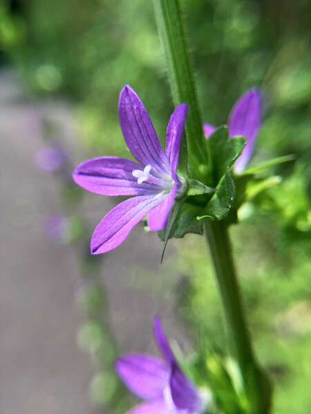 紫花
