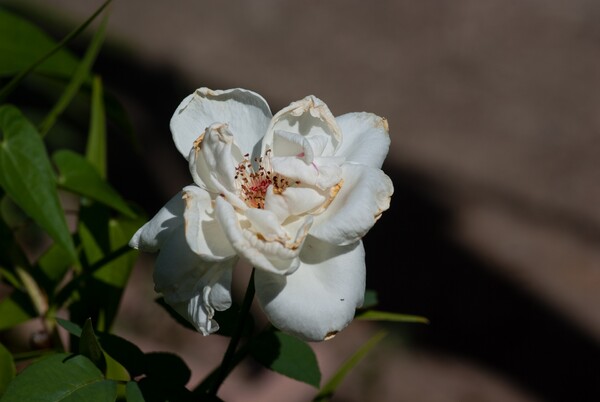 アイボリーの美しいバラも・・。