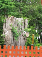 鶴岡八幡宮の大いちょう