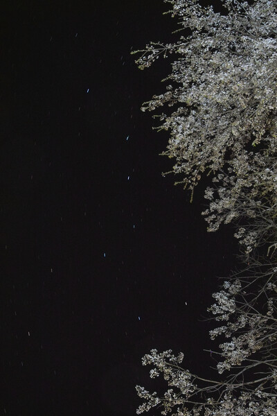 夜桜に北斗七星