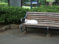 公園に居た猫