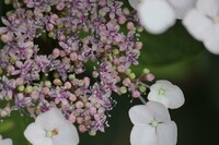 額紫陽花、小さくもぞもぞ