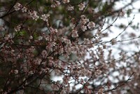 早咲きの山桜