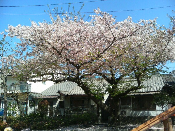 小さい公園の桜