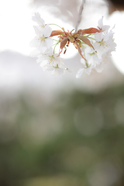 毎年撮影する大好きな桜です