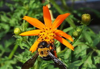 【花のある情景】黄花コスモスと蜂