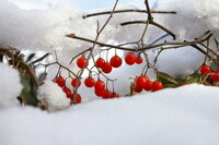 【紅】 雪中の輝き