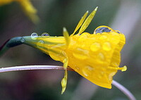 雨の中の黄色い花