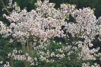 ポツンと一本八重桜