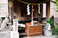 柳林神社の猫