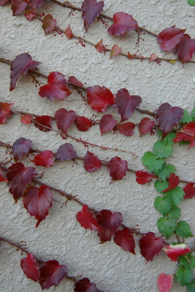 壁に蔦の紅葉這う