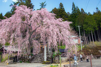 森山神社の枝垂れ桜