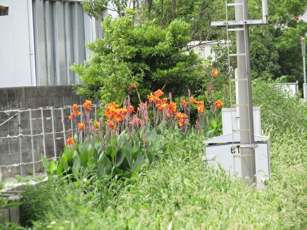 線路沿いに可愛い花が咲き出しました