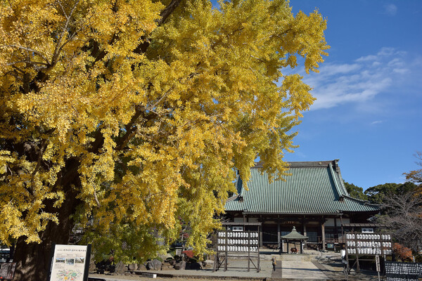 遊行寺のイチョウ