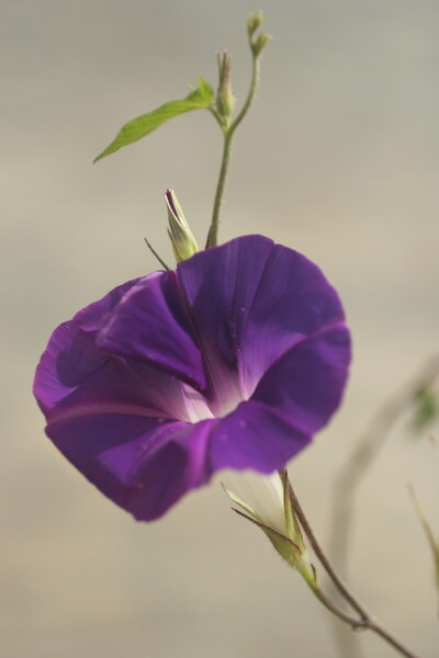 アサガオ　青紫