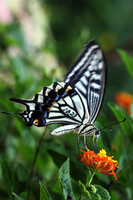 人口飼育の蝶