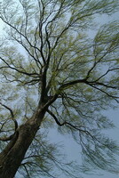ヤナギ巨木の新緑